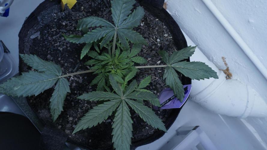 Banana Kush Auto x Sonnenerde. Week 4