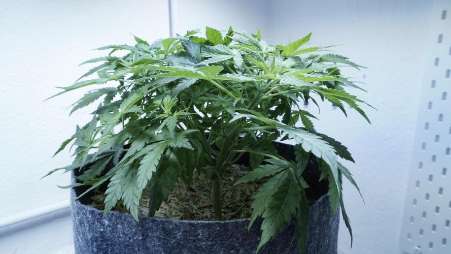 Jack Herer Auto X Sonnenerde. Week 6