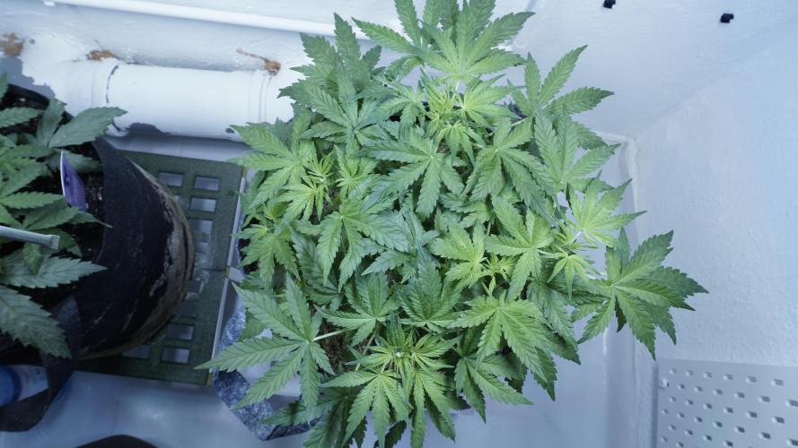 Jack Herer Auto X Sonnenerde. Week 6