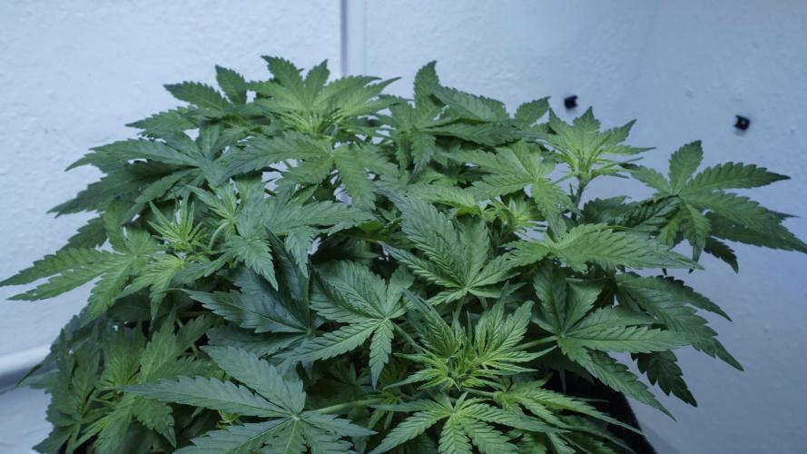 Jack Herer Auto X Sonnenerde. Week 6
