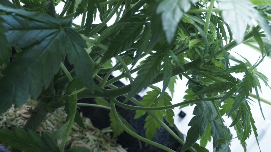 Jack Herer Auto X Sonnenerde. Week 6