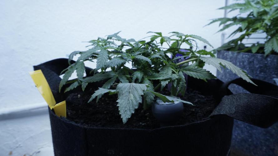 Banana Kush Auto x Sonnenerde. Week 5