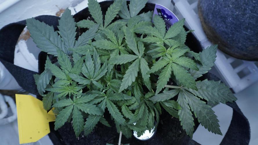 Banana Kush Auto x Sonnenerde. Week 5