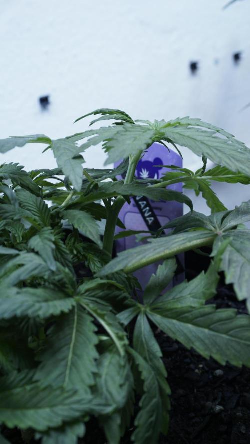 Banana Kush Auto x Sonnenerde. Week 5