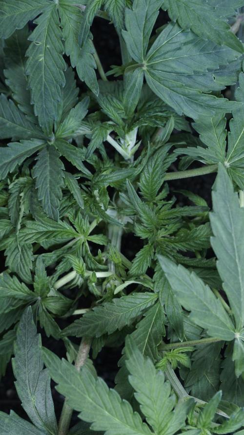 Banana Kush Auto x Sonnenerde. Week 5