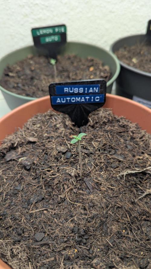 The Great Outdoor Potpourri 2026. Week 0 - Russian Automatic #1 germinated
