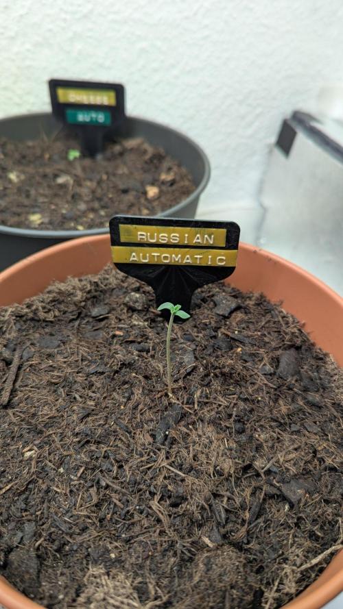 The Great Outdoor Potpourri 2026. Week 0 - Russian Automatic #2 germinated