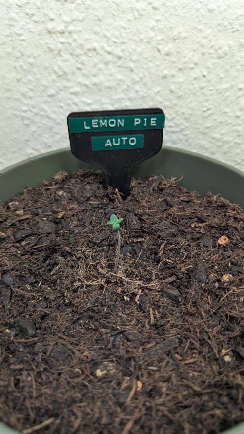 The Great Outdoor Potpourri 2026. Week 0 - Lemon Pie Auto germinated 