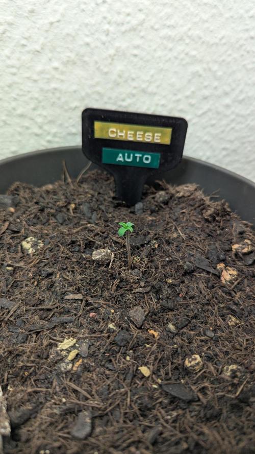 The Great Outdoor Potpourri 2026. Week 0 - Cheese Auto germinated 
