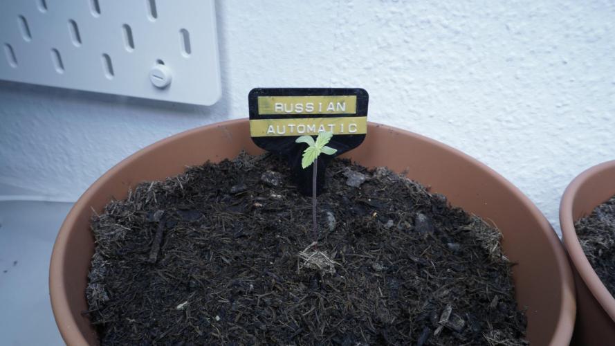 The Great Outdoor Potpourri 2026. Week 1 - Russian Automatic #1