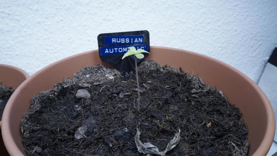 The Great Outdoor Potpourri 2026. Week 1 - Russian Automatic #2