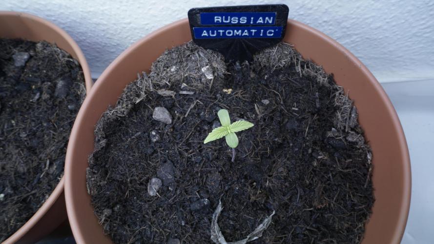 The Great Outdoor Potpourri 2026. Week 1 - Russian Automatic #2
