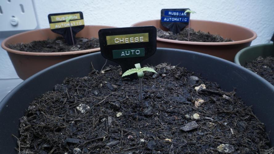 The Great Outdoor Potpourri 2026. Week 1 - Cheese Auto