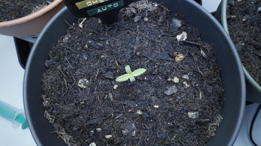 The Great Outdoor Potpourri 2026. Week 1 - Cheese Auto