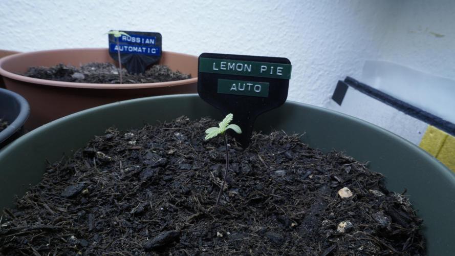 The Great Outdoor Potpourri 2026. Week 1 - Lemon Pie Auto