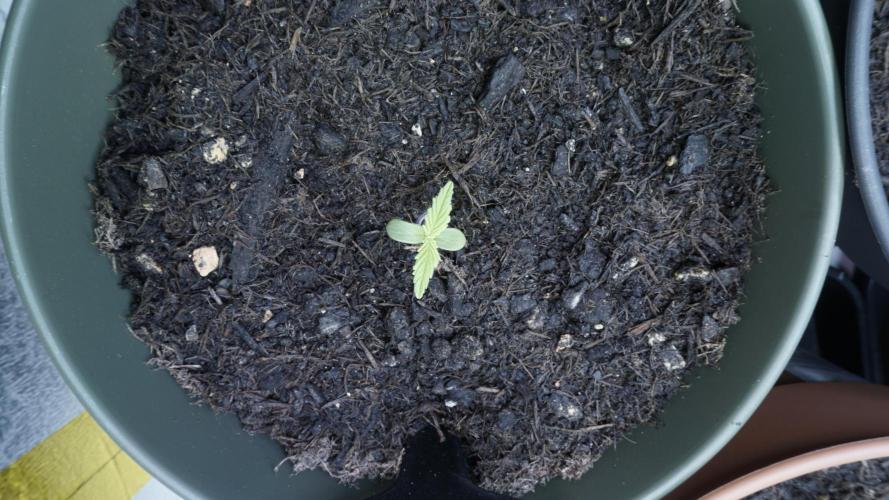 The Great Outdoor Potpourri 2026. Week 1 - Lemon Pie Auto