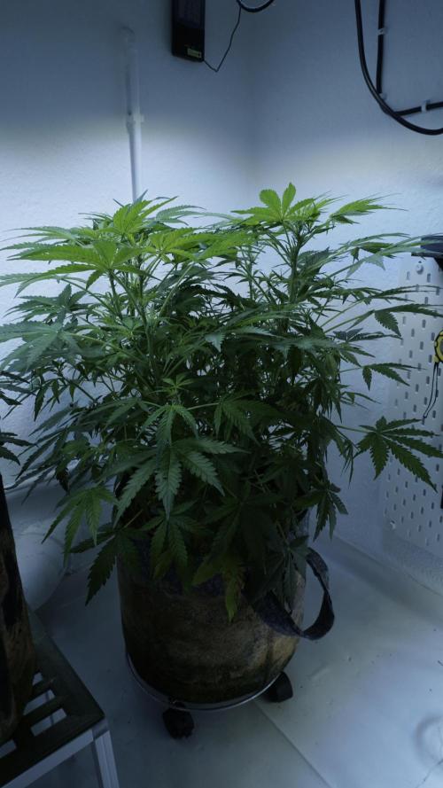 Jack Herer Auto X Sonnenerde. Week 7