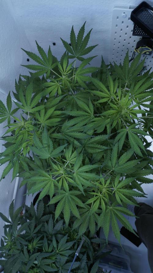 Jack Herer Auto X Sonnenerde. Week 7
