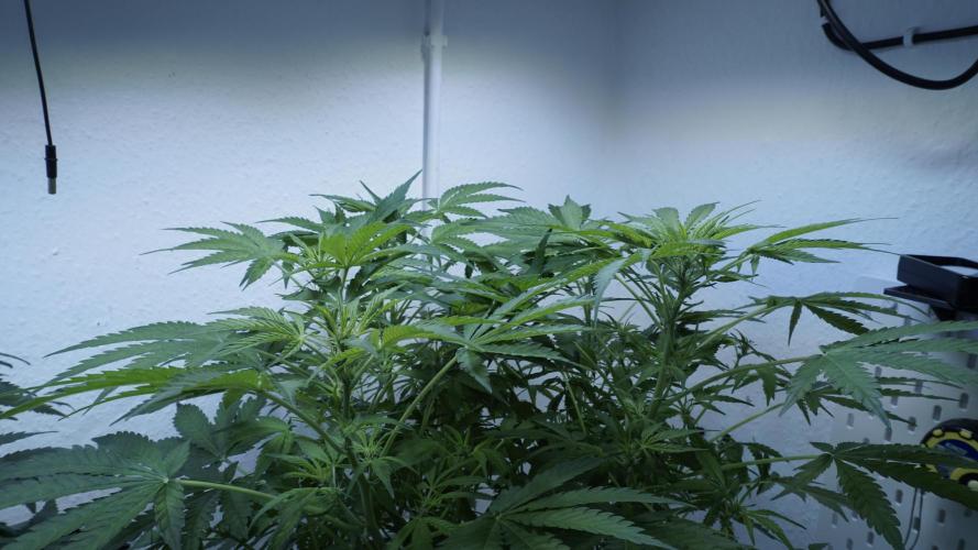 Jack Herer Auto X Sonnenerde. Week 7
