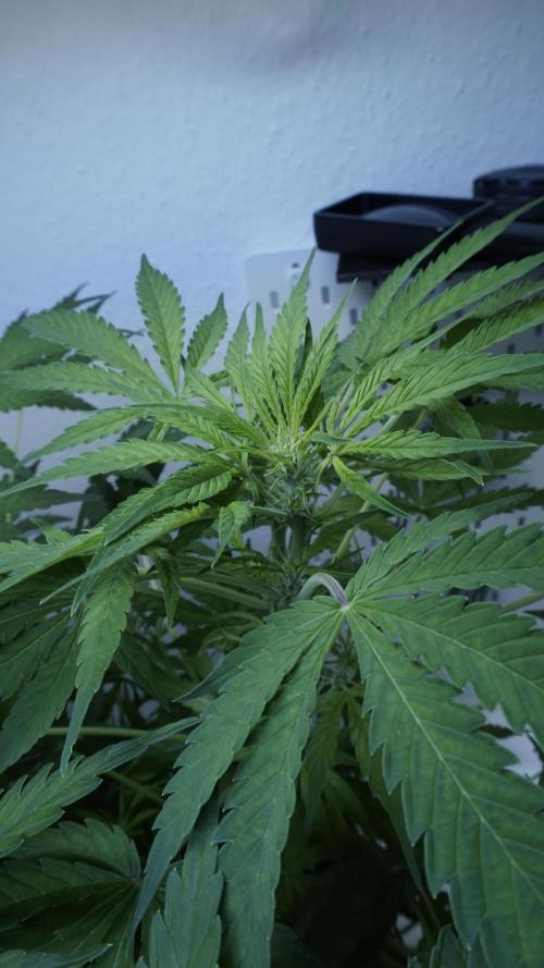 Jack Herer Auto X Sonnenerde. Week 7