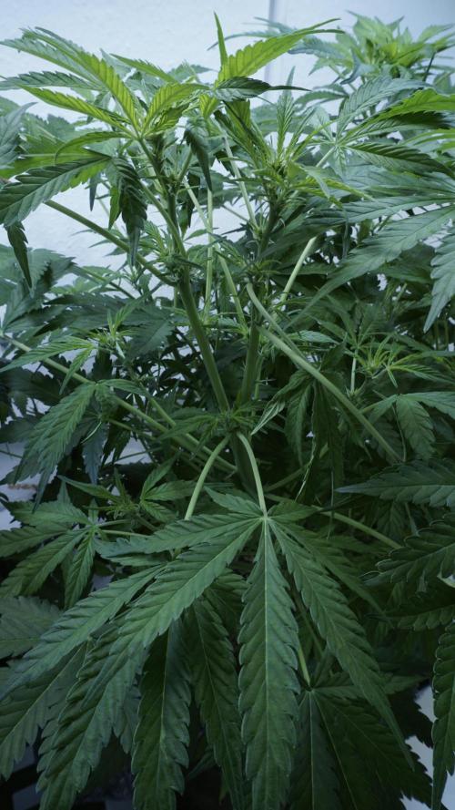 Jack Herer Auto X Sonnenerde. Week 7