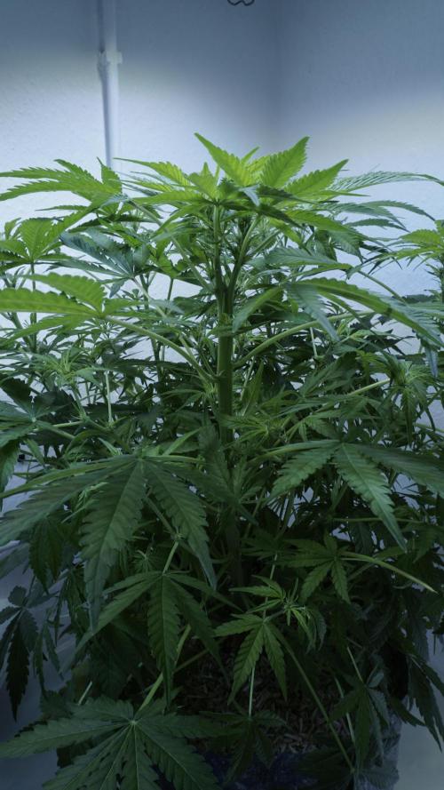 Jack Herer Auto X Sonnenerde. Week 7