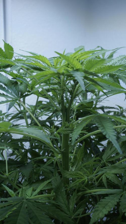 Jack Herer Auto X Sonnenerde. Week 7