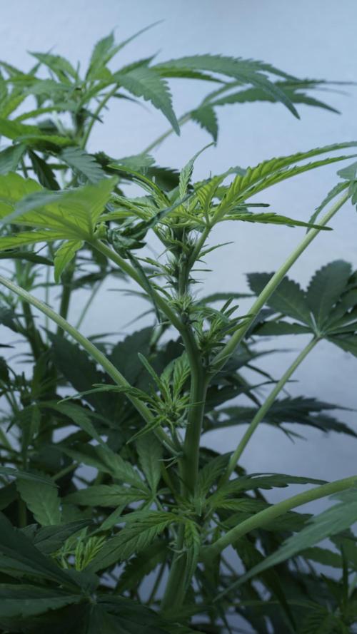 Jack Herer Auto X Sonnenerde. Week 7