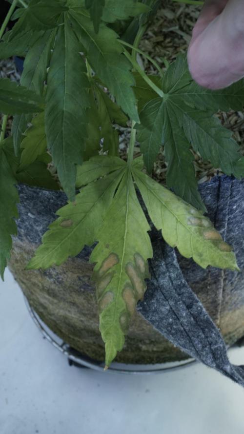 Jack Herer Auto X Sonnenerde. Week 7