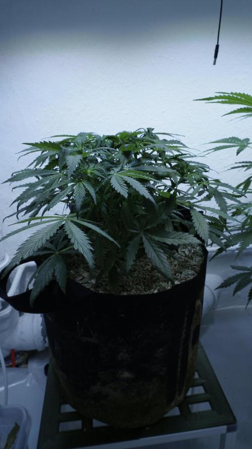 Banana Kush Auto x Sonnenerde. Week 6