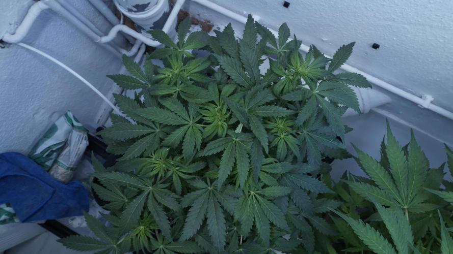 Banana Kush Auto x Sonnenerde. Week 6
