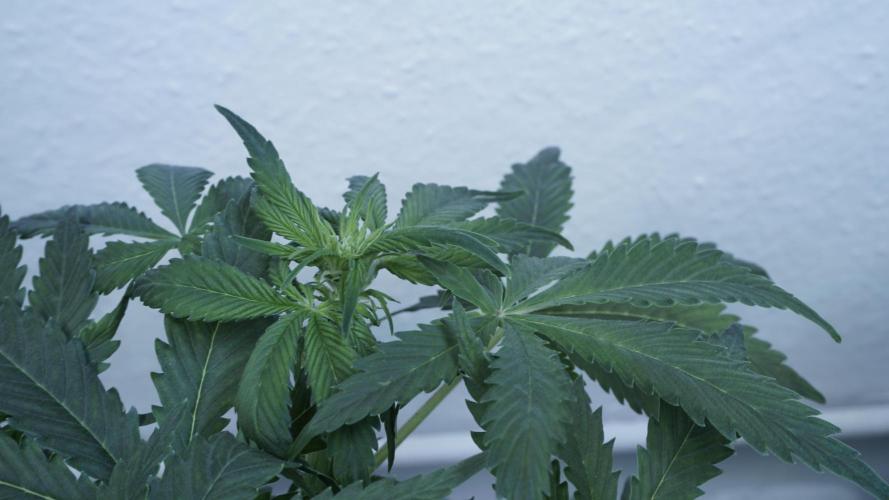 Banana Kush Auto x Sonnenerde. Week 6