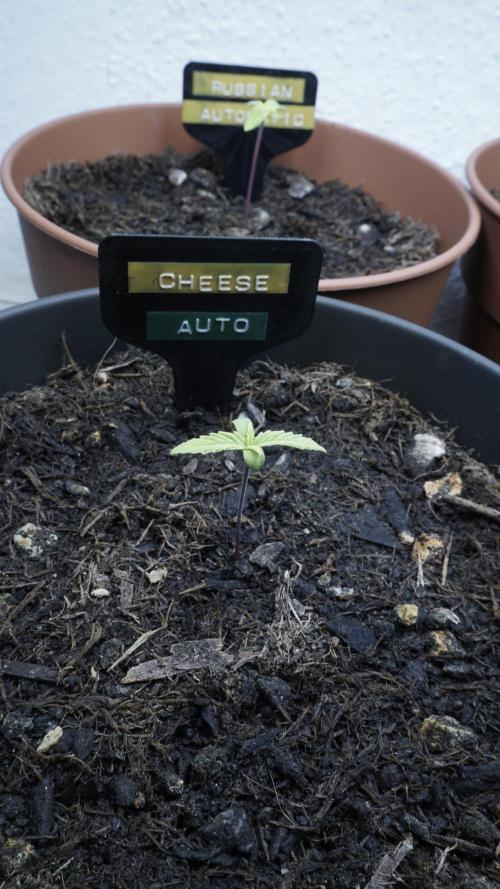 The Great Outdoor Potpourri 2026. Week 2 - Day 12 - Cheese Auto