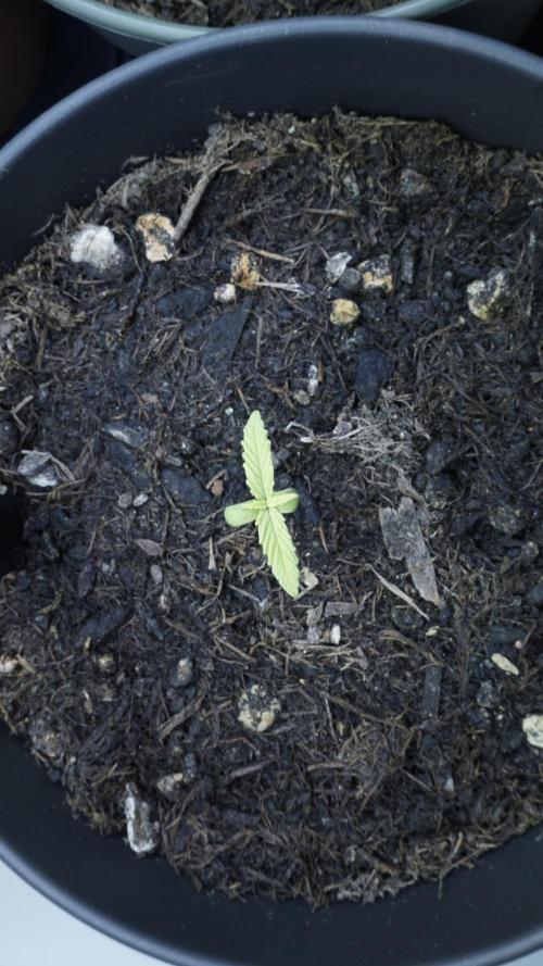 The Great Outdoor Potpourri 2026. Week 2 - Day 12 - Cheese Auto