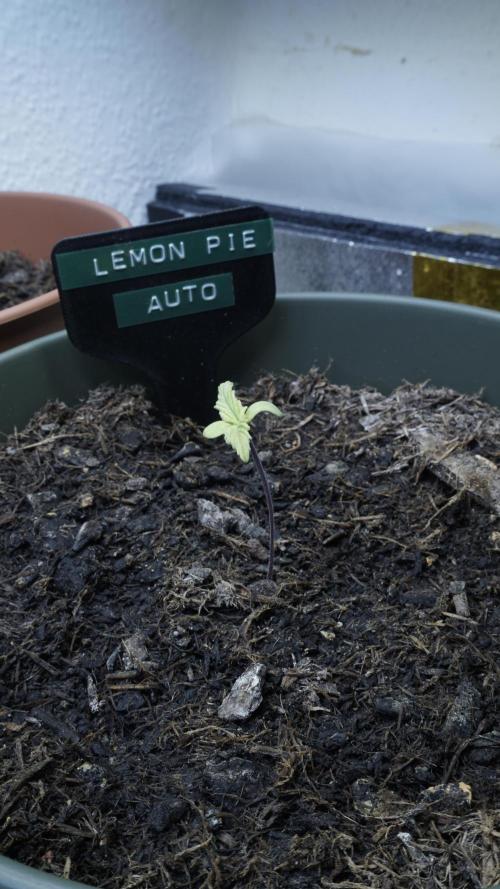 The Great Outdoor Potpourri 2026. Week 2 - Day 12 - Lemon Pie Auto