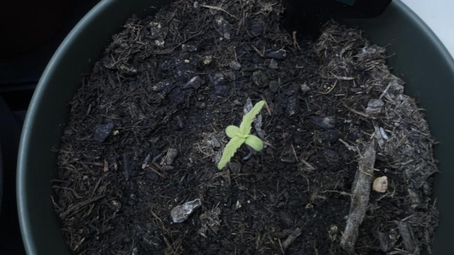 The Great Outdoor Potpourri 2026. Week 2 - Day 12 - Lemon Pie Auto