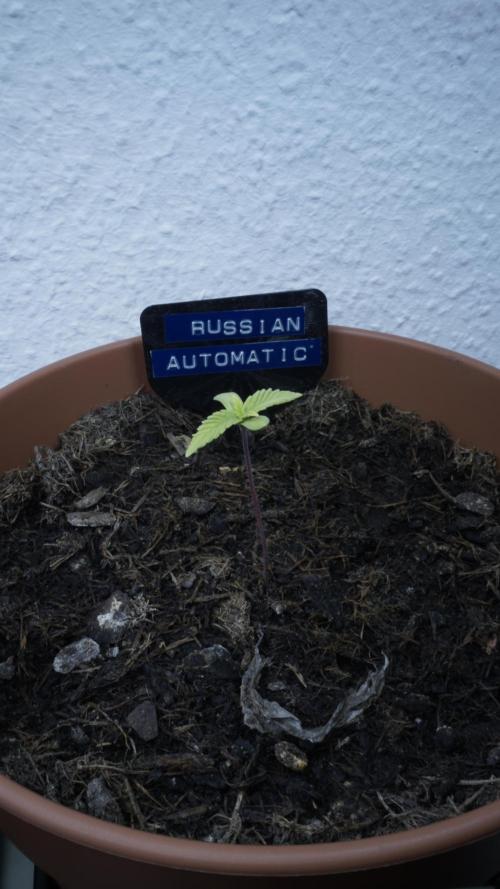 The Great Outdoor Potpourri 2026. Week 2 - Day 12 - Russian Automatic (Blue)