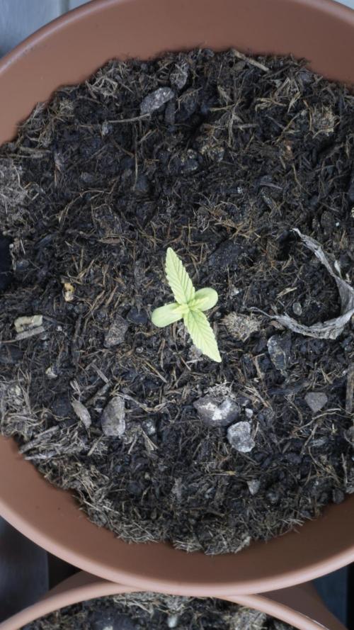 The Great Outdoor Potpourri 2026. Week 2 - Day 12 - Russian Automatic (Blue)