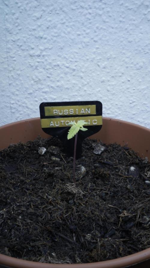 The Great Outdoor Potpourri 2026. Week 2 - Day 12 - Russian Automatic (Yellow)