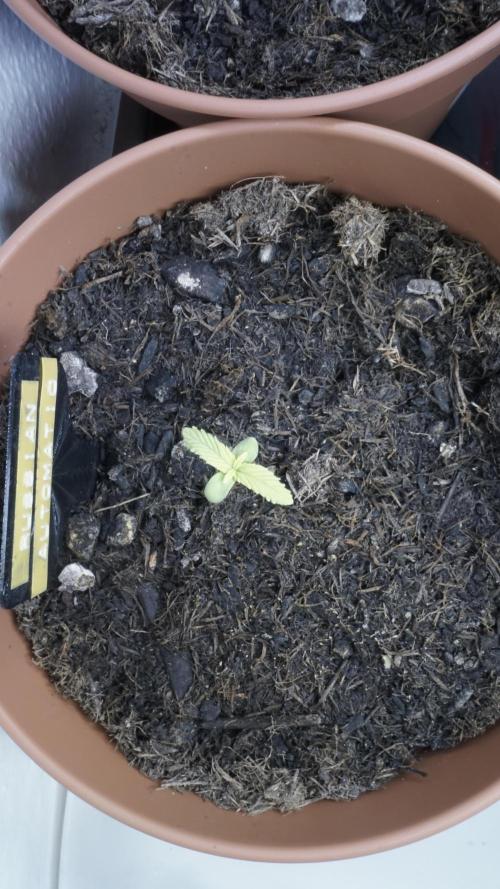 The Great Outdoor Potpourri 2026. Week 2 - Day 12 - Russian Automatic (Yellow)