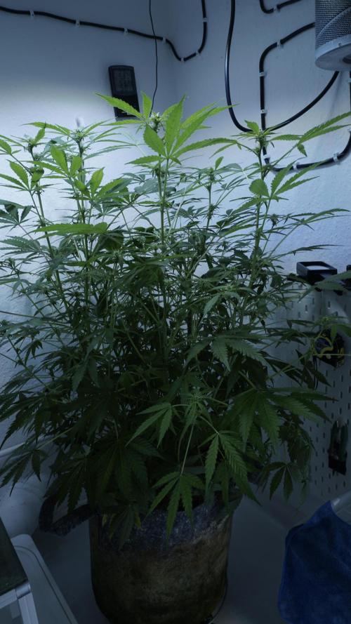 Jack Herer Auto X Sonnenerde. Week 8