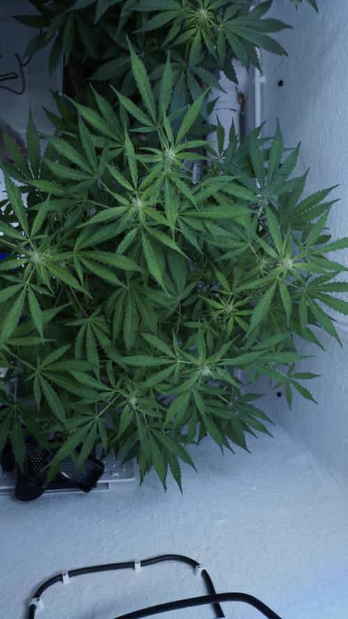 Jack Herer Auto X Sonnenerde. Week 8