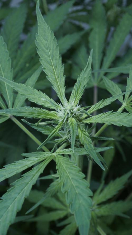 Jack Herer Auto X Sonnenerde. Week 8