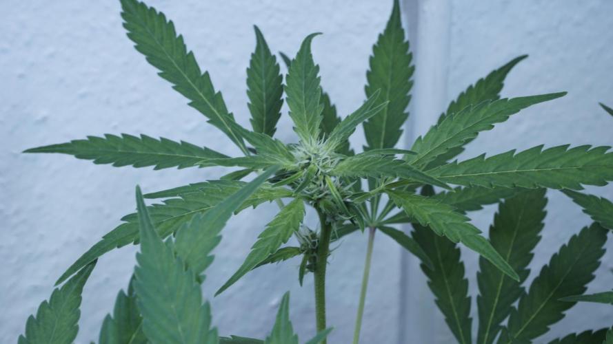 Jack Herer Auto X Sonnenerde. Week 8