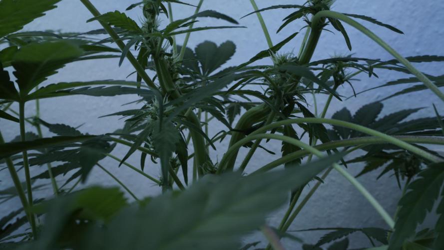 Jack Herer Auto X Sonnenerde. Week 8