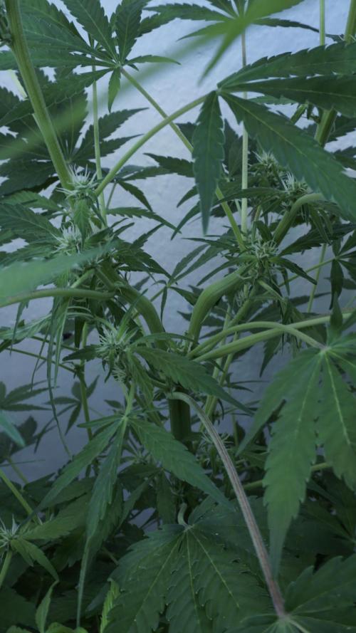 Jack Herer Auto X Sonnenerde. Week 8