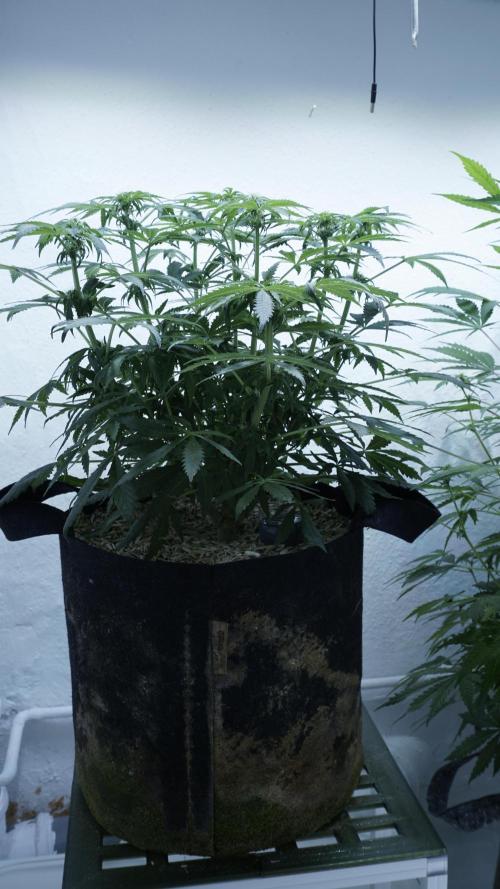 Banana Kush Auto x Sonnenerde. Week 7