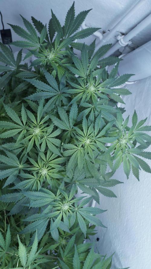 Banana Kush Auto x Sonnenerde. Week 7