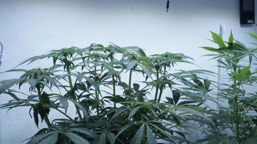 Banana Kush Auto x Sonnenerde. Week 7