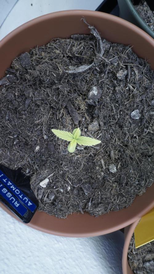 The Great Outdoor Potpourri 2026. Week 3